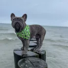 Bandana bárányos figurás kendő kutyáknak "L" méret / Max & Molly
