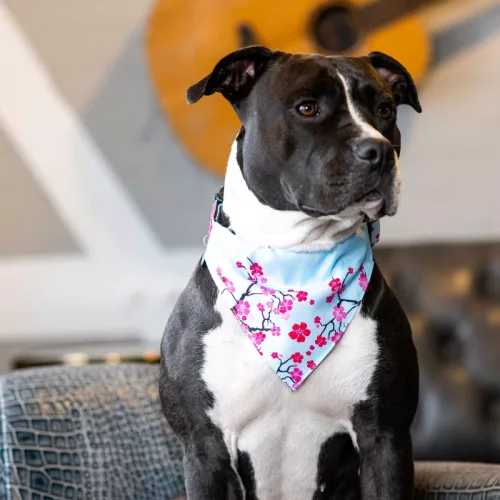 Bandana cseresznyevirág figurás kendő kutyáknak L méret / Max & Molly