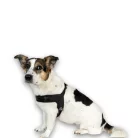 Okos hám QR-ID azonosítóval és Geo-értesítéssel - fekete színben "M" méret / Max & Molly