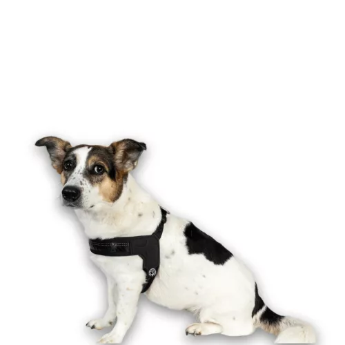 Okos hám QR-ID azonosítóval és Geo-értesítéssel - fekete színben "S" méret / Max & Molly