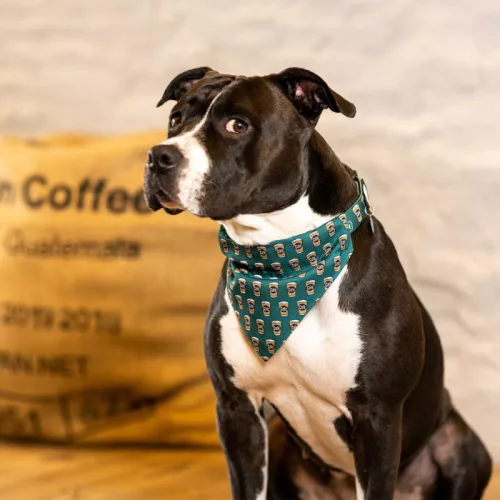 Bandana kávés figurás kendő kutyáknak L méret / Max & Molly