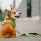 Bandana kiwis figurás kendő kutyáknak S méret / Max & Molly