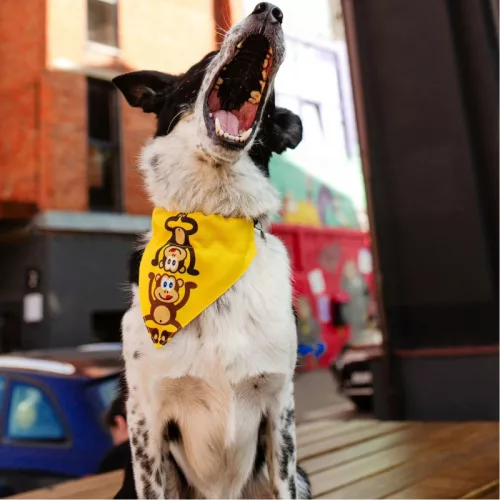 Bandana Majom figurás kendő kutyáknak L méret / Max & Molly