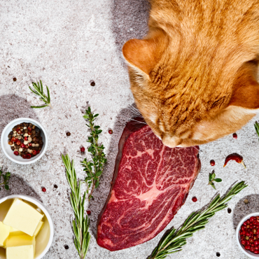 kedző BARF Macskáknak