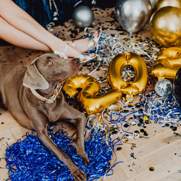 Szilveszter kutyával